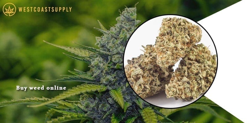 buy weed online