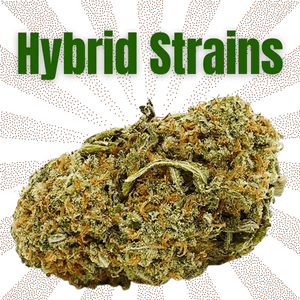 Hybrid Strains