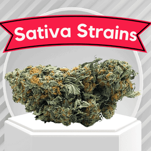 Sativa Strains